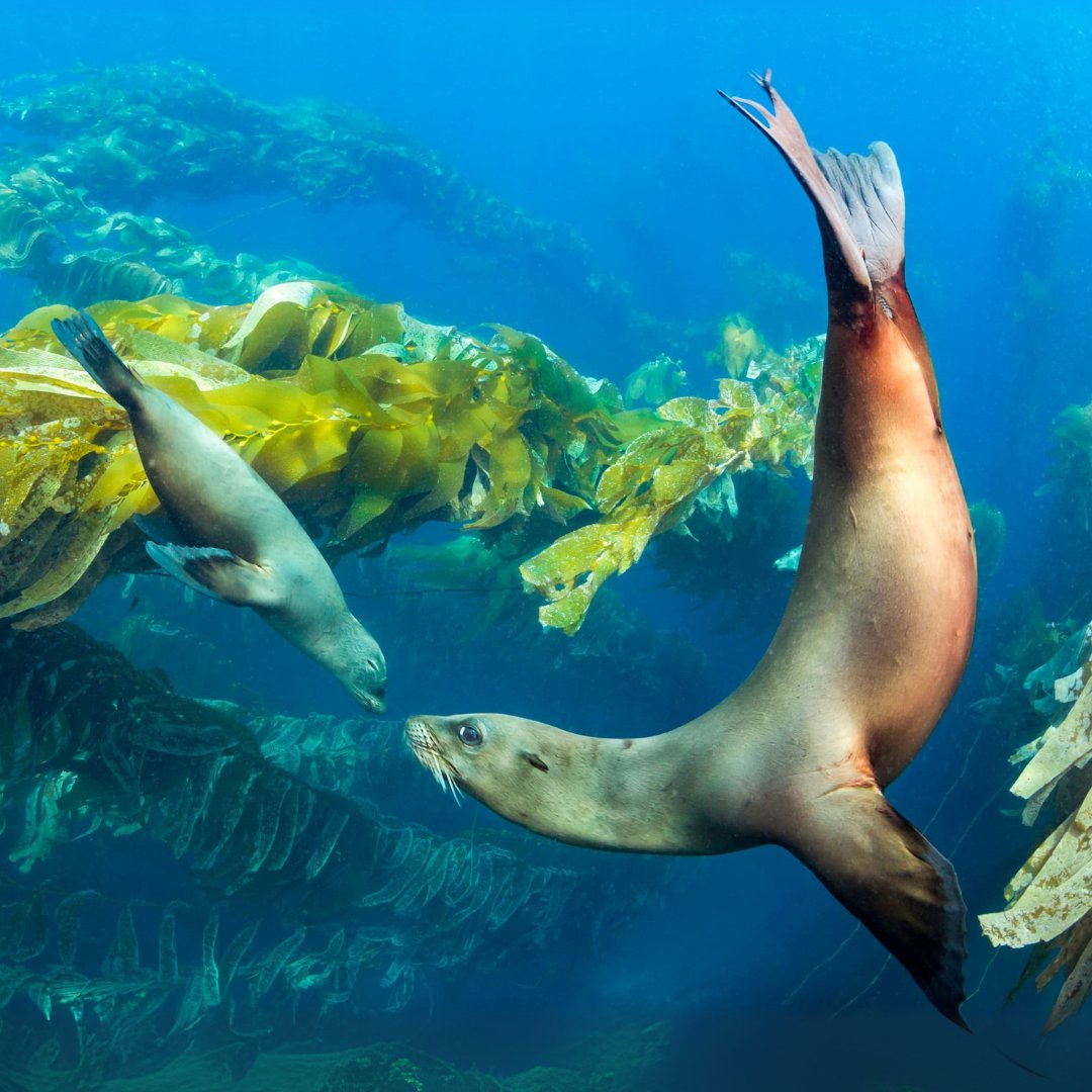 WWFFrance's tweet image. Sous la mer, une forêt repousse. 🌊 L’#Effet Panda 
 
Les forêts de varech, ces jungles sous-marines disparaissent à grande vitesse…  
 
Pour y remédier, on utilise des techniques innovantes comme le green gravel : C&apos;est des algues qu&apos;on fait pousser sur de petits cailloux puis…
