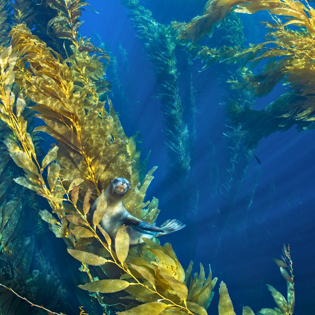 WWFFrance's tweet image. Sous la mer, une forêt repousse. 🌊 L’#Effet Panda 
 
Les forêts de varech, ces jungles sous-marines disparaissent à grande vitesse…  
 
Pour y remédier, on utilise des techniques innovantes comme le green gravel : C&apos;est des algues qu&apos;on fait pousser sur de petits cailloux puis…