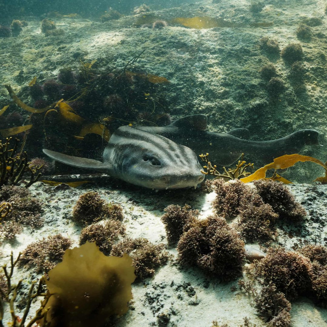 WWFFrance's tweet image. Sous la mer, une forêt repousse. 🌊 L’#Effet Panda 
 
Les forêts de varech, ces jungles sous-marines disparaissent à grande vitesse…  
 
Pour y remédier, on utilise des techniques innovantes comme le green gravel : C&apos;est des algues qu&apos;on fait pousser sur de petits cailloux puis…