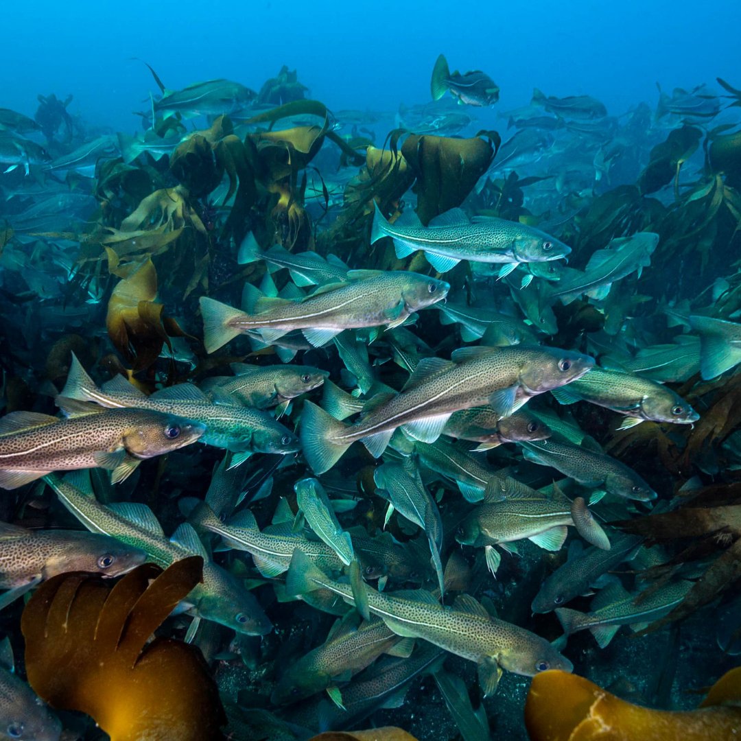 WWFFrance's tweet image. Sous la mer, une forêt repousse. 🌊 L’#Effet Panda 
 
Les forêts de varech, ces jungles sous-marines disparaissent à grande vitesse…  
 
Pour y remédier, on utilise des techniques innovantes comme le green gravel : C&apos;est des algues qu&apos;on fait pousser sur de petits cailloux puis…
