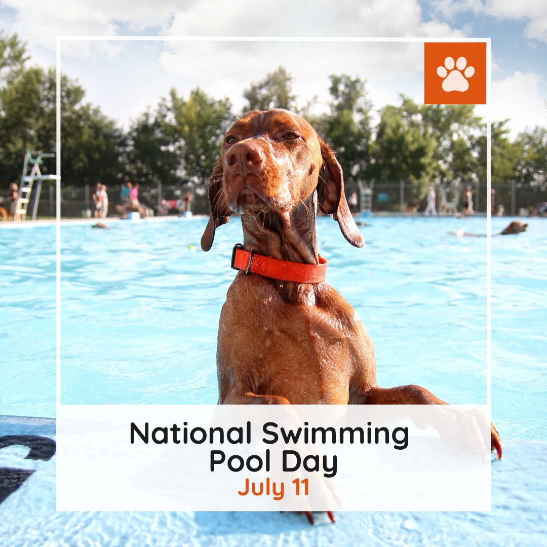 pleasanthill_ah's tweet image. National Swimming Pool Day is a great time to cool off with your pets! 💦🐶 Keep them safe by teaching them to swim or providing them with pet-friendly flotation devices. Let's make a splash together!  #PoolSafety #PetCare #SummerPets