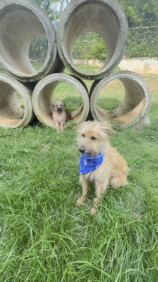 Both of these dogs will now be up for adoption. The mum is called Bubbles and the daughter is Prosecco. 

Amazing what a difference 8 hours can make for their lives. 

They’ll sleep well tonight 🥰🙏 (8/8)