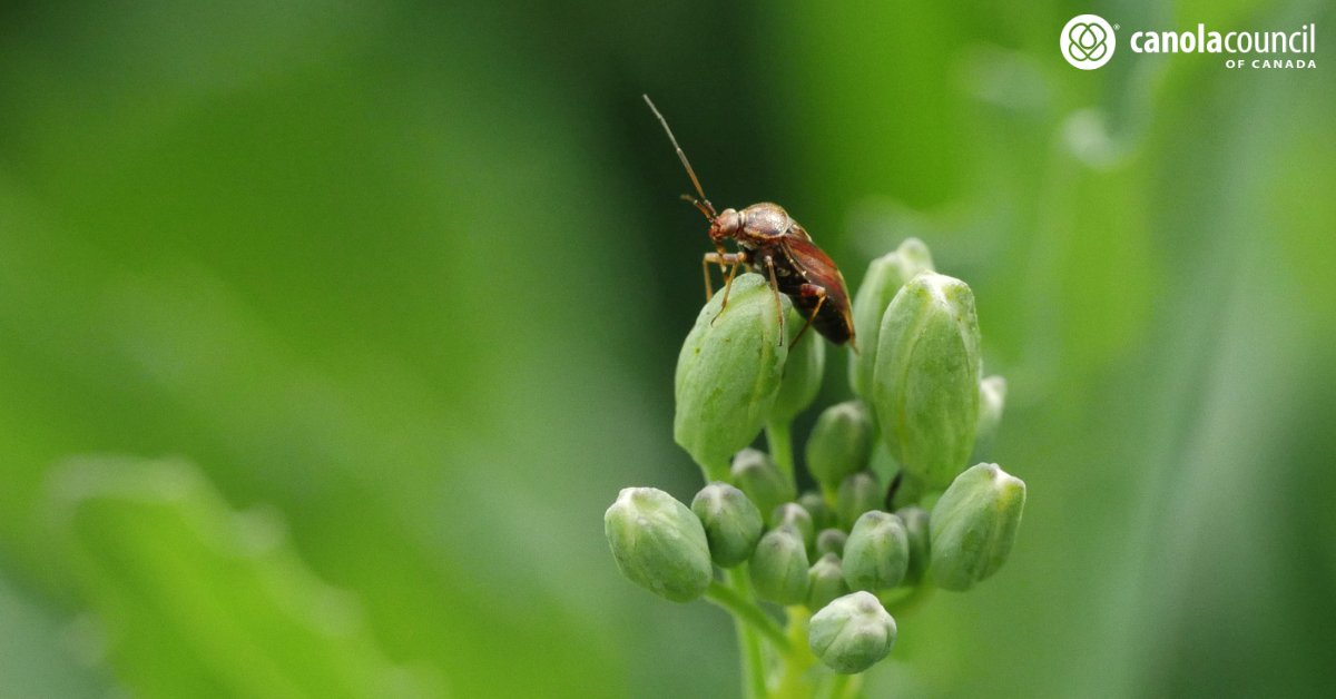 canolacouncil's tweet image. During late flowering and podding stages is the ideal time to scout for lygus bugs.
✅ Use a standard insect sweep net of 38 cm (15”) diameter
✅ Take ten 180° sweeps and aim to sweep the flowers and pods while moving forward
Find more info on the sweep net technique and lygus…