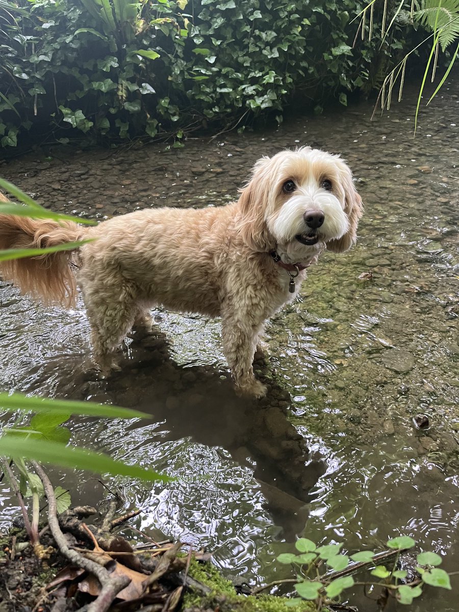 Howzit going pals? It’s hot in my place today and I’m sat in my cool room but thinking how nice it would be to have my paws in my stream. Hope all my pals doing well and happy weekend all 🐾💕🐾