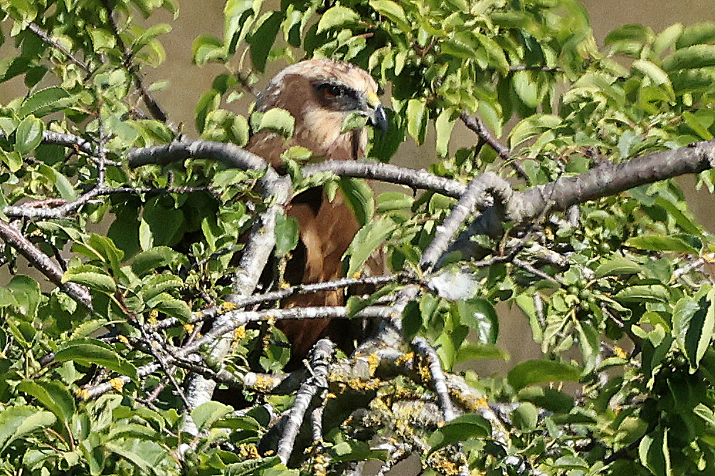 You ain't seen me right? Female Marsh Harrier at Fowlmere.