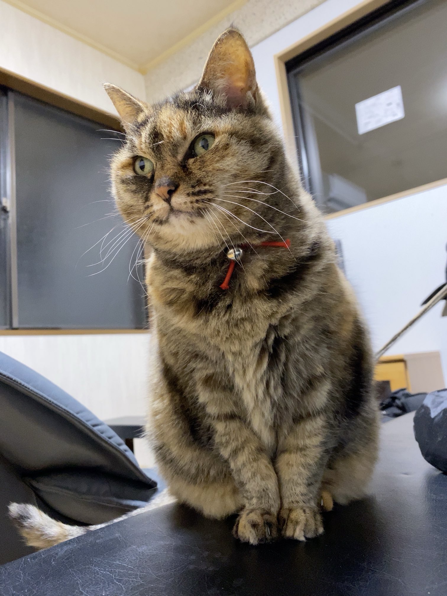 ねこ先輩 on X: 