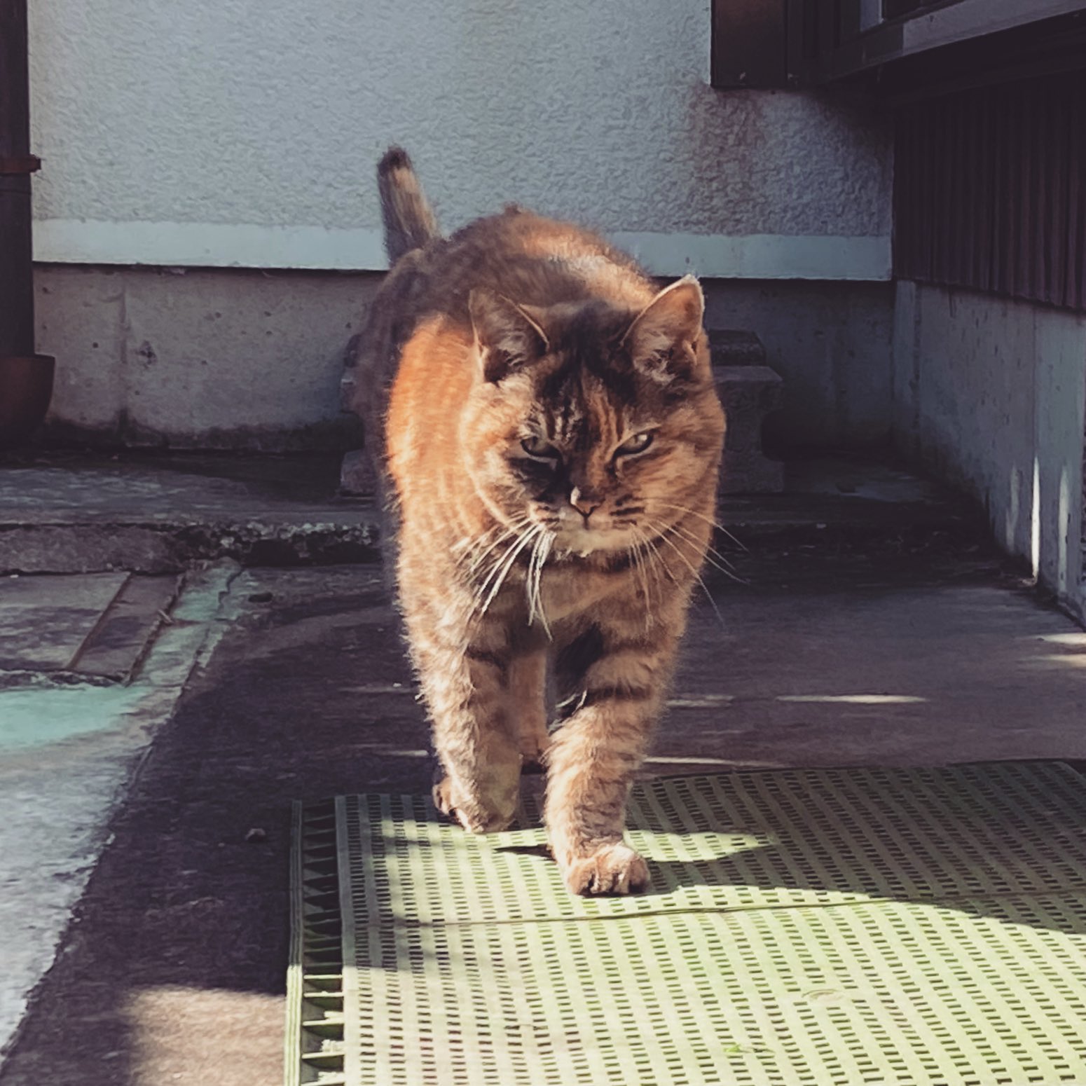 ねこ先輩 on X: 
