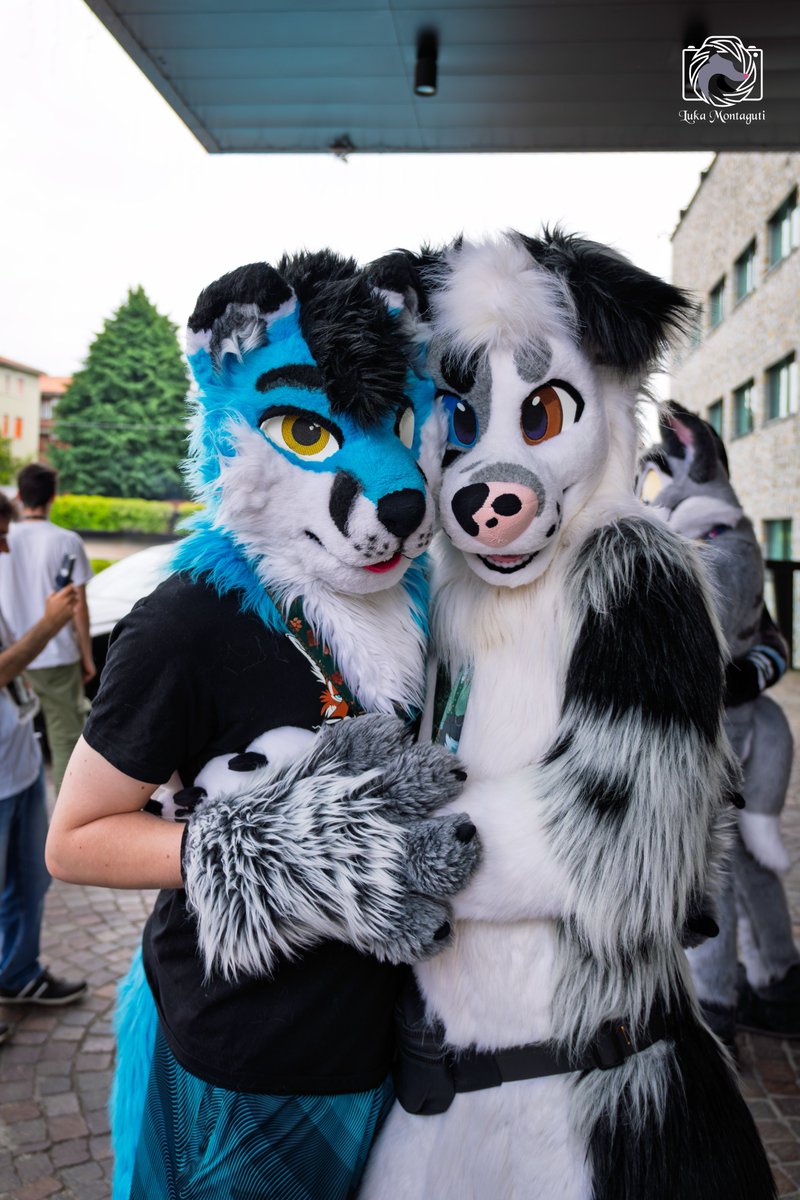 Found a cute foxo <a href="/pulikkka/">Pulikka Fox🩵🦊</a> at furizon🥰 📸: <a href="/MontagutiLuca/">MontagutiLuca</a>