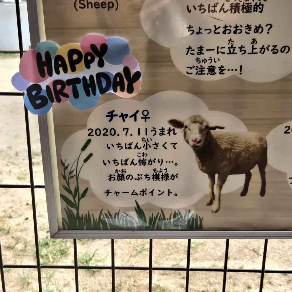 tenzoolife's tweet photo. 本日7月11日はチャイさんのお誕生日です🥳✨
5歳になりました〜！！！
1番小柄なので「ちっ”ちゃい”のがチャイ」と覚えてください！！！

 #天王寺動物園
 #ひつじ 🐑 チャイ https://t.co/bv0dsaj1Tw