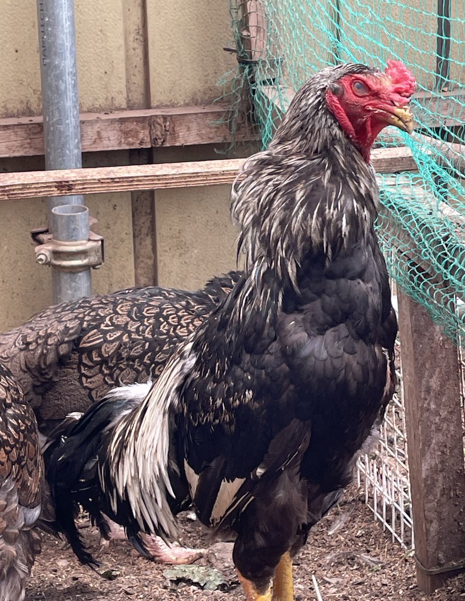 akita_koe's tweet image. 半月程前から来てる婿。やや小柄。鳴き方も上手ではない。
鶏冠の三枚冠は割と立派。
#声良鶏 #長鳴鶏