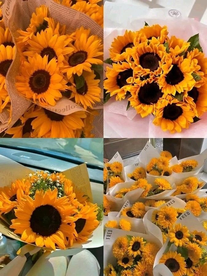 sunflowerchives's tweet image. Sunflowers💛