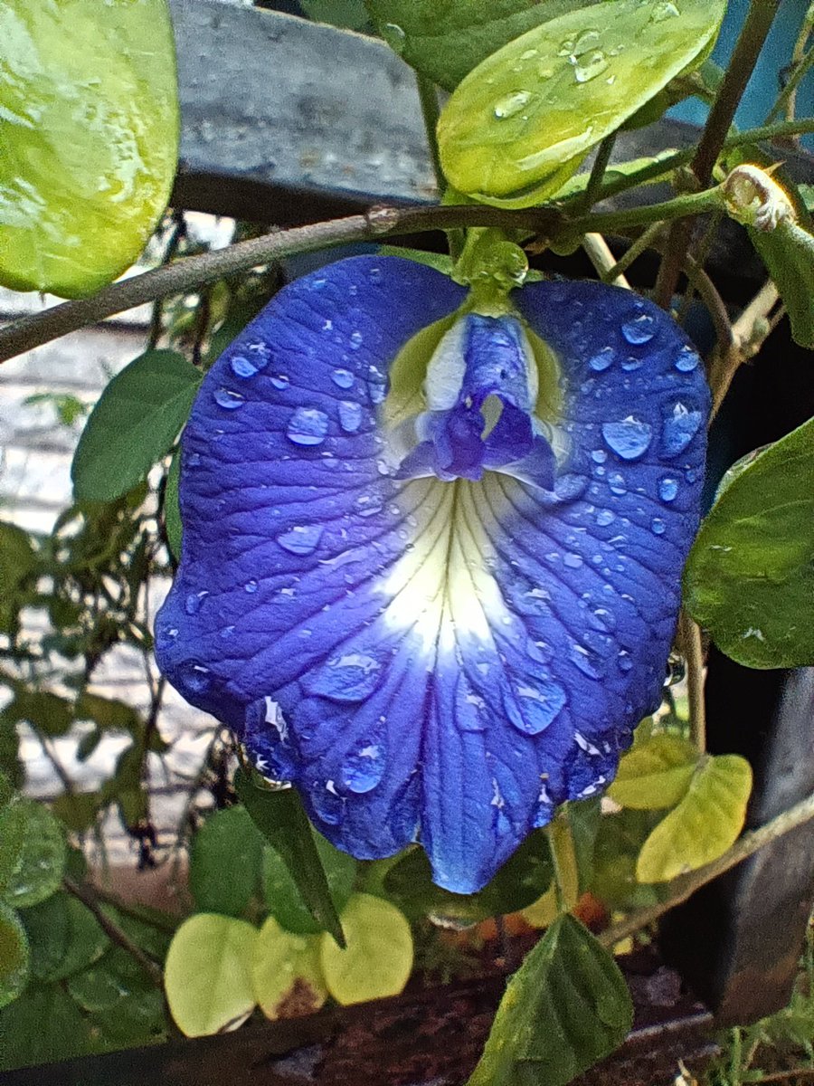 After rains