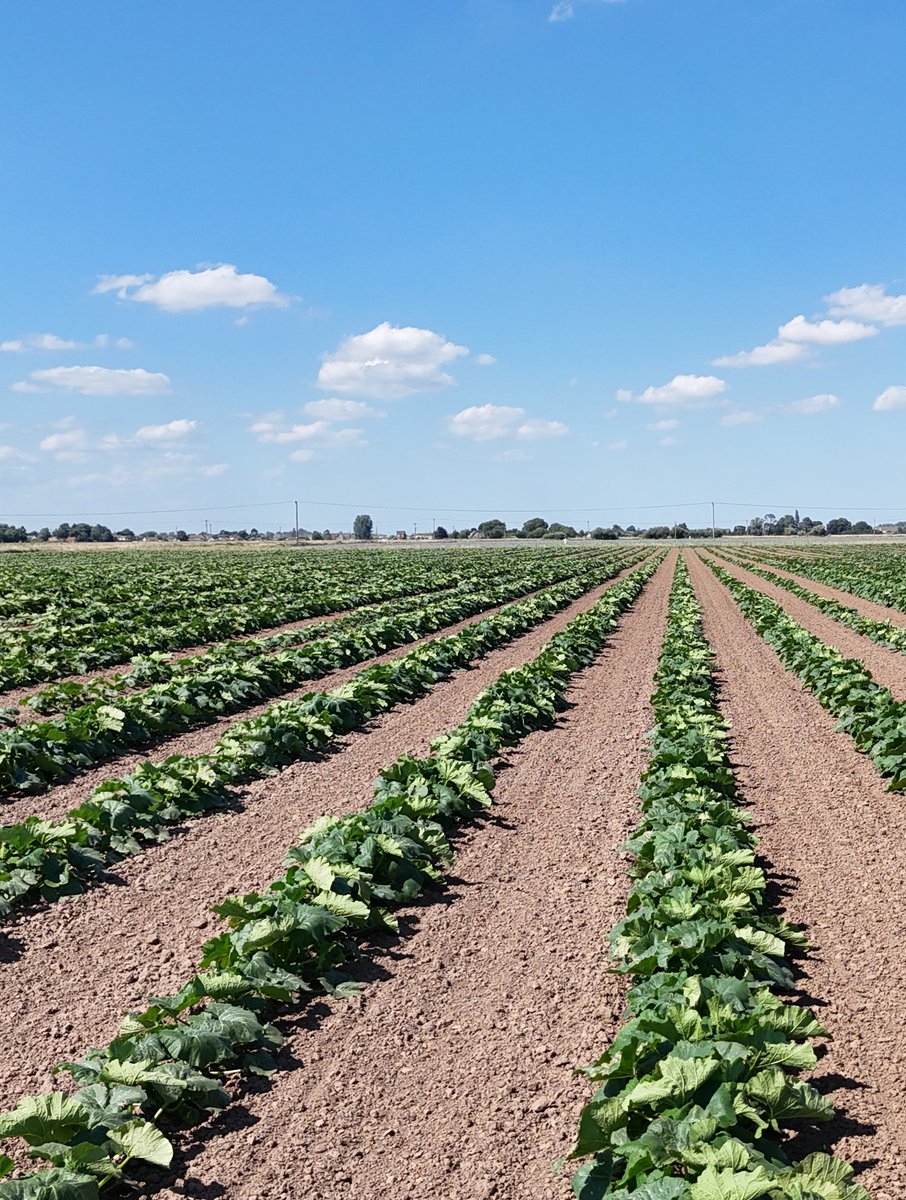 Hub Rural (@hubruralltd) on Twitter photo Weston Hills, Spalding, Lincolnshire
TO LET - Weston Hills, Spalding, Lincolnshire
c. 328 Ha (816 acres) on a 5 year FBT from October 2025
For further info contact Sam Booth at sam@hubrural.co.uk or 07849 911084 Weston Hills, Spalding, Lincolnshire
TO LET - Weston Hills, Spalding, Lincolnshire
c. 328 Ha (816 acres) on a 5 year FBT from October 2025
For further info contact Sam Booth at sam@hubrural.co.uk or 07849 911084