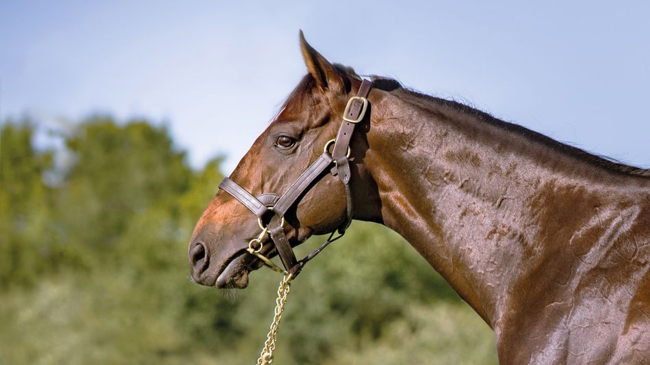 A posthumous Group 3 victory for Dariyan📸 as his daughter Sayidah Dariyan lands the William Hill Summer Stakes at York

Bred by Yeomanstown Stud, she was bought for £35,000 by her trainer Richard Hughes at the Goffs UK Premier Yearling Sale