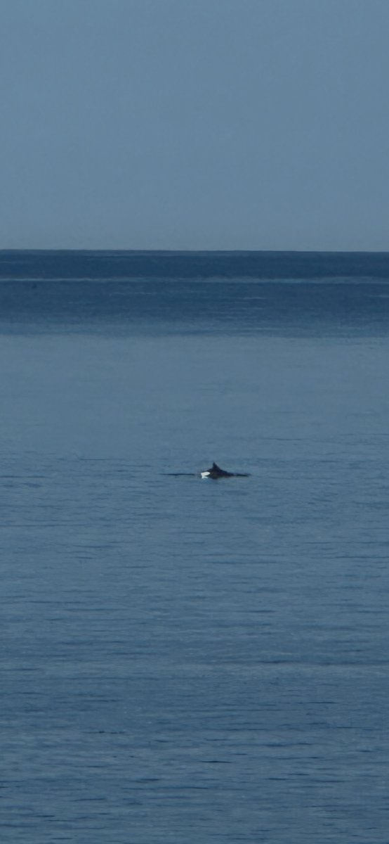 Dolphins heading south