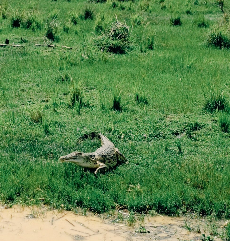 Openbill Safaris Uganda (@openbillsafaris) on Twitter photo Our safaris bring you closer to wildlife in Africa's wilderness.
Explore Uganda with <a href="/openbillsafaris/">Openbill Safaris Uganda</a> .
📸 Murchison falls national park
#travellife #fypviraltwitter #safari Our safaris bring you closer to wildlife in Africa's wilderness.
Explore Uganda with <a href="/openbillsafaris/">Openbill Safaris Uganda</a> .
📸 Murchison falls national park
#travellife #fypviraltwitter #safari