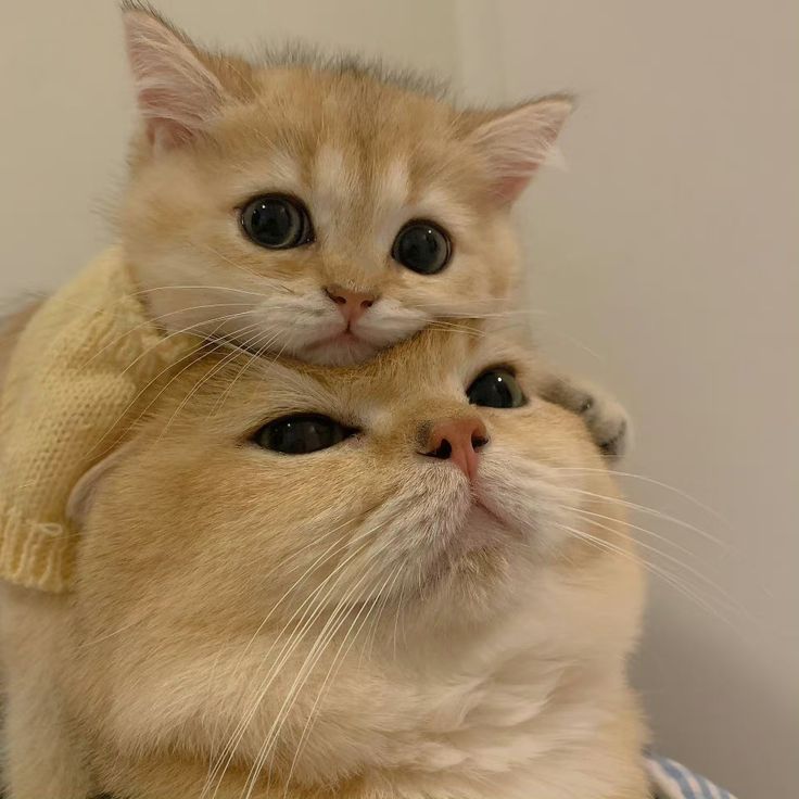 Cats all the way tweet media