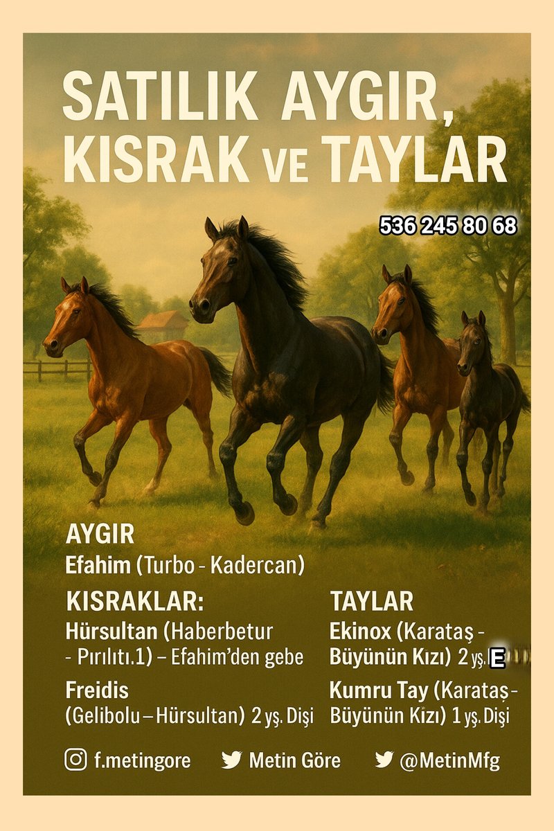 MetinMfg's tweet photo. #TURBO oğlu #Aygır Efahim, #Haberbatur kızı #gebekısrak, #Gelibolu kızı 2 yaşlı dişi tay, #Karataş oğlu 2 yaşlı erkek tay, 1 yaşında Karataş kızı tay satışa sunulmuştur #varmıtalip @varmitalip #ArapTay https://t.co/CvcodvPFr0