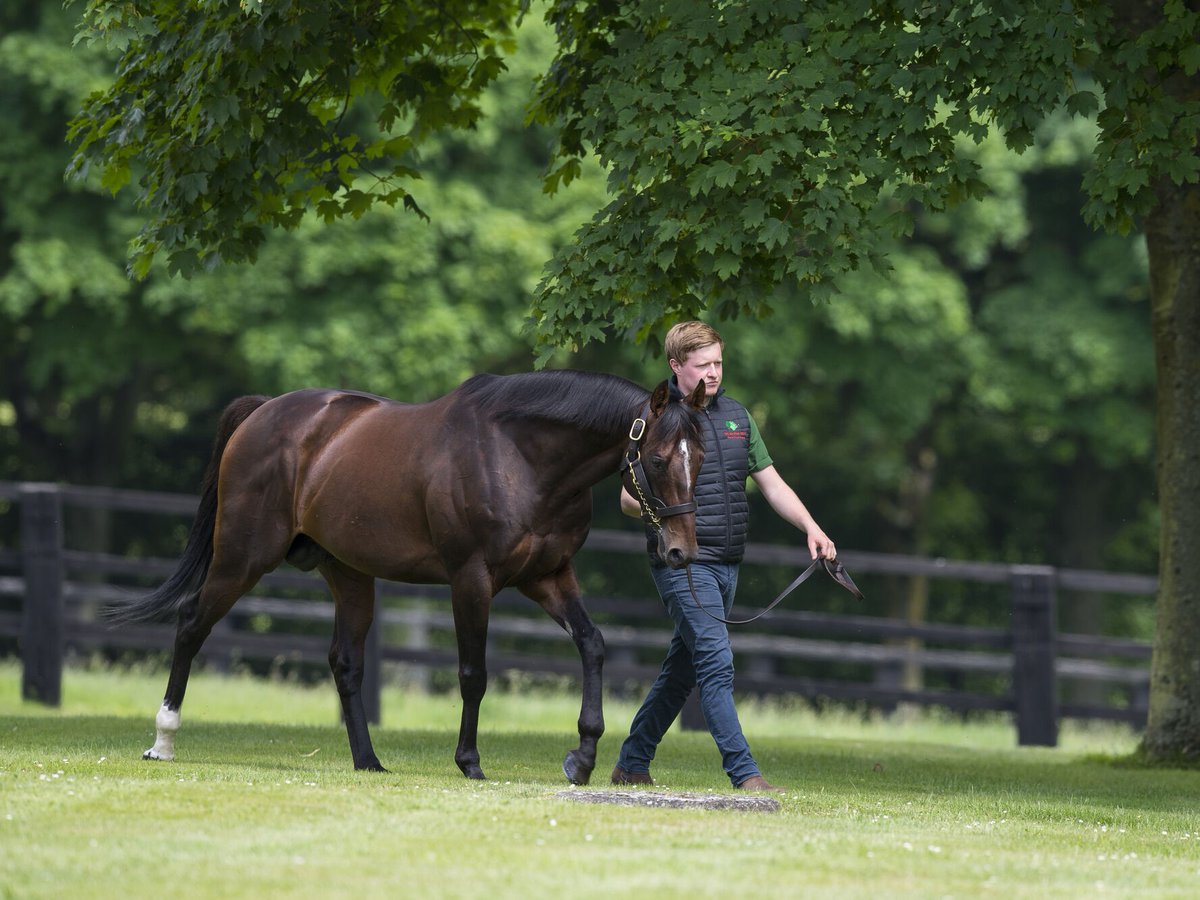 Aga Khan Studs (@agakhanstuds) on Twitter photo 🏆 Last seen finishing 4th in the Gr.1 Commonwealth Cup, Sayidah Dariyan pulls away to win the Gr.3 Summer Stakes <a href="/yorkracecourse/">York Racecourse</a>.
As her name suggests, she's a daughter of the late and much-missed #Dariyan. Congratulations to connections, including breeder <a href="/YeomanstownStud/">Yeomanstown Stud</a>. 🏆 Last seen finishing 4th in the Gr.1 Commonwealth Cup, Sayidah Dariyan pulls away to win the Gr.3 Summer Stakes <a href="/yorkracecourse/">York Racecourse</a>.
As her name suggests, she's a daughter of the late and much-missed #Dariyan. Congratulations to connections, including breeder <a href="/YeomanstownStud/">Yeomanstown Stud</a>.