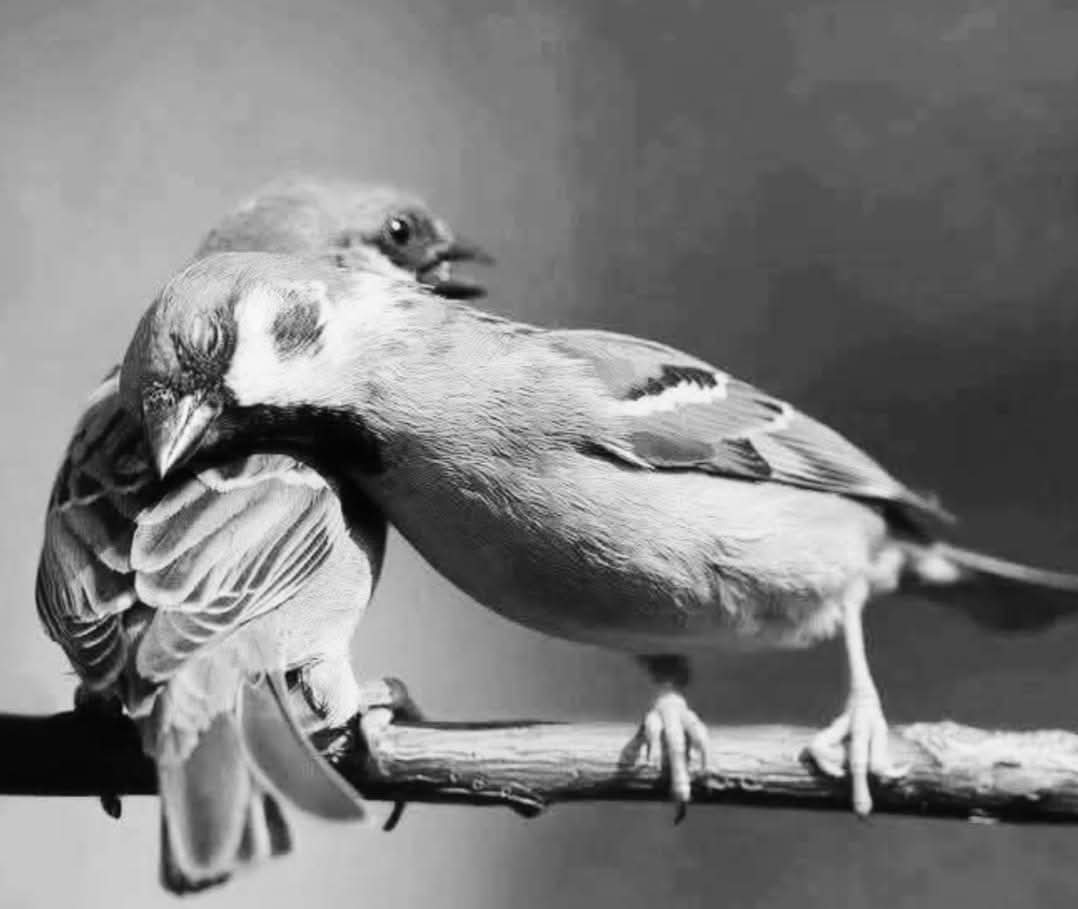 نحن نتكئ دائماً على من نثق 
بقلوبهم لا بأيديهم ..
لأن قوة البدن قد تخون صاحبها يوما ما 
أما قوة المشاعر فلا تخون أبداً عند الانقياء
🤍