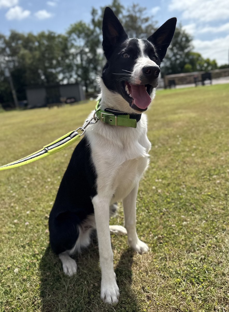 BCTGB's tweet image. ๐พ Hi everyone, Iโm Charlie! ๐พ
Iโm an 8-month-old black and white short-coated Collie, and Iโm looking for a new home! ๐
I am a bouncy, clever lad whoโs always up for an adventure! ๐ถ
To apply to adopt any of our dogs, please visit: bordercollietrustgb.org.uk/rehoming/how-dโฆ
