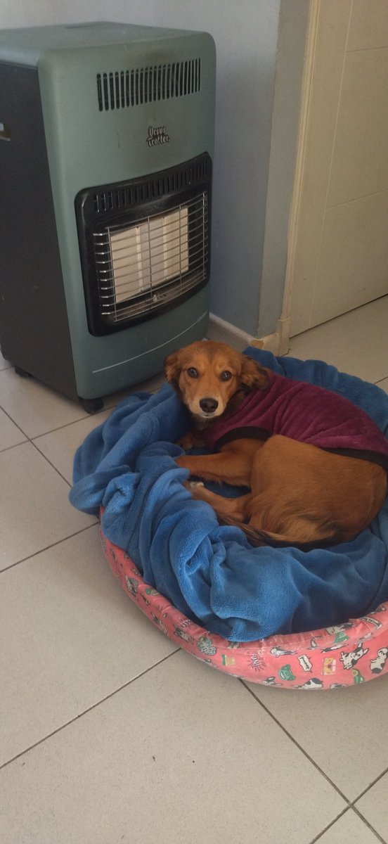 TontosTantaTele's tweet image. Ayer a las 10:08 am hice un pedido de gas por la App de Lipigas pagado online. 24 hrs. después, aún figura &quot;En Preparación&quot;. Menos mal que tenemos otras fuentes de calor en casa, pero la Natu todavía espera en su lugar favorito. Fallaste perrito @Lipigas @TuLipigas Mal servicio