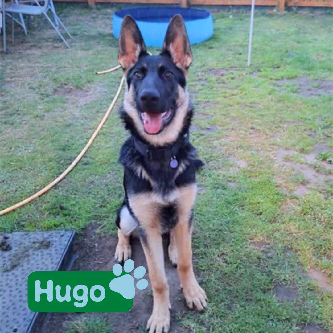 Hello friends, I'm Hugo! 🐶

I'm a 6 month old German Shepherd, hoping to find experienced owners in a home where I'm the only other pet. I could live with children over 14+ and I love to learn new tricks! Could I be your new best friend?

Apply below!⬇️

jerrygreendogs.org.uk/dogs/hugo/