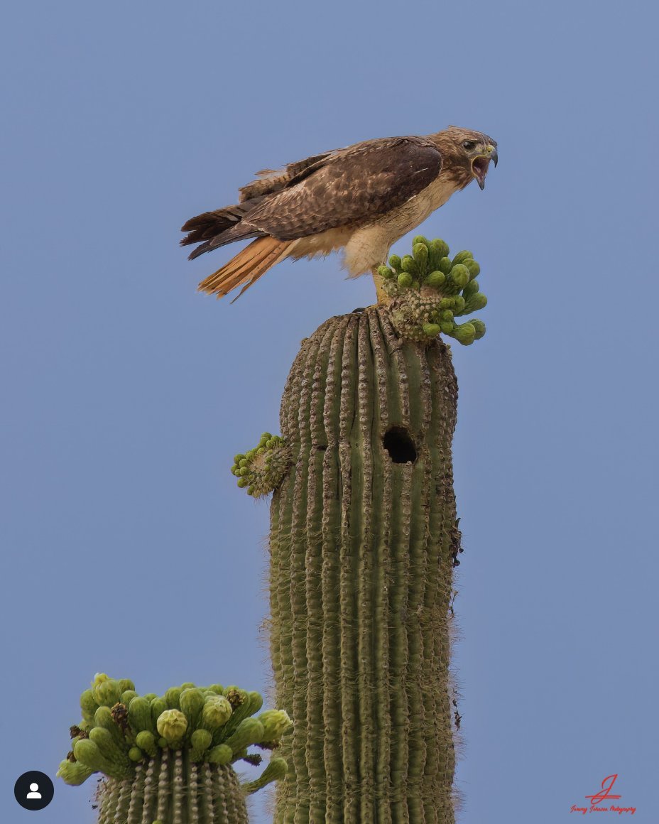 ACCCA85086's tweet photo. Happy Anthem Friday! 🌵 https://t.co/a69YvN0t4N