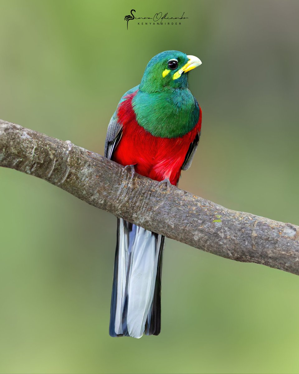 Kenyabirder's tweet image. Narina Trogon in West Pokot