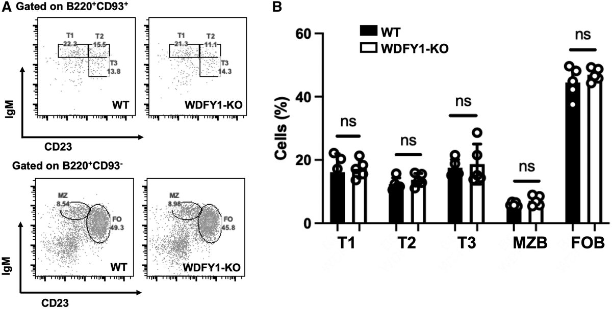 J_Immunol's tweet image. Researchers investigated the role of follicular dendritic cells (FDC) and the protein WDFY1 in systemic lupus erythematosus to understand the mechanisms by which FDCs engage autoreactive B cells. Learn more about their findings in The JI: ow.ly/Qm0a50WlNOy.