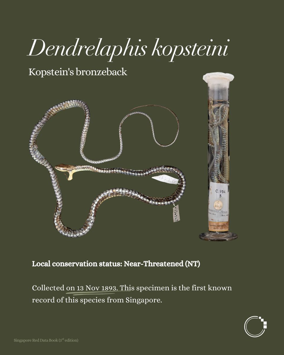signifynathist's tweet image. This week on the MNHN series, we showcase some notable historical reptile specimens—the oldest of which was collected 195 years ago. The specimens featured here represent the earliest known local records, making them a particularly important source of information for scientists🔎