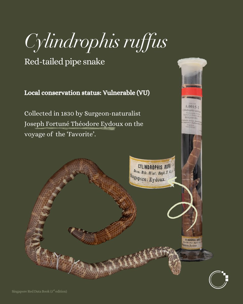 signifynathist's tweet image. This week on the MNHN series, we showcase some notable historical reptile specimens—the oldest of which was collected 195 years ago. The specimens featured here represent the earliest known local records, making them a particularly important source of information for scientists🔎