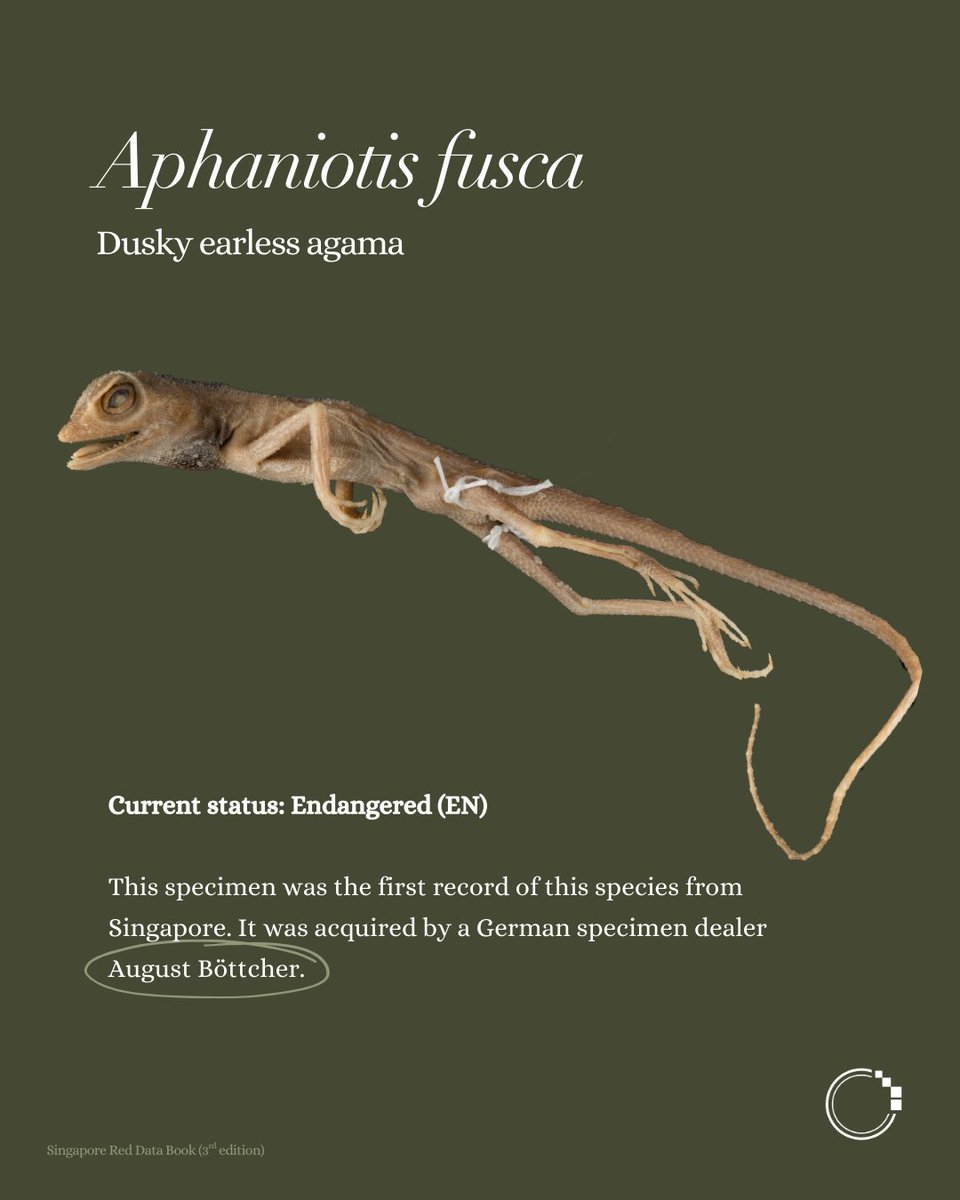 signifynathist's tweet image. This week on the MNHN series, we showcase some notable historical reptile specimens—the oldest of which was collected 195 years ago. The specimens featured here represent the earliest known local records, making them a particularly important source of information for scientists🔎