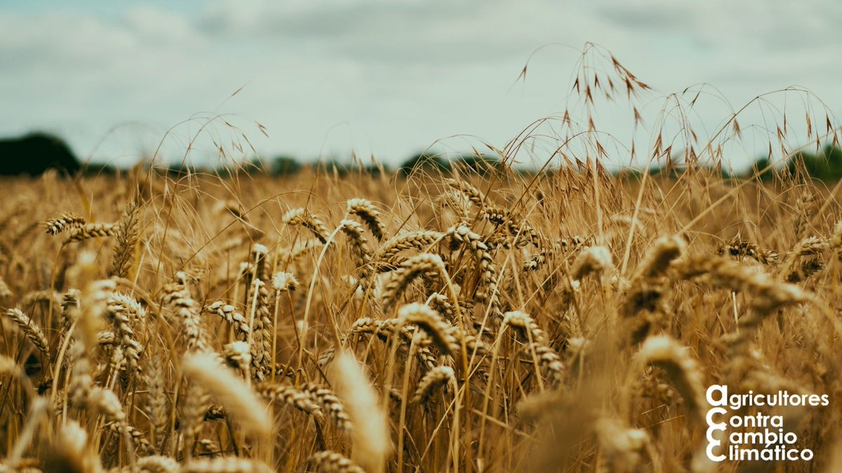 🌍 Agricultura y clima: más conectados de lo que imaginas.

El 25% de las emisiones globales de gases de efecto invernadero vienen de la agricultura y el uso de la tierra

Esto quiere decir que la forma en que cultivamos no solo afecta nuestras cosechas, sino también el futuro