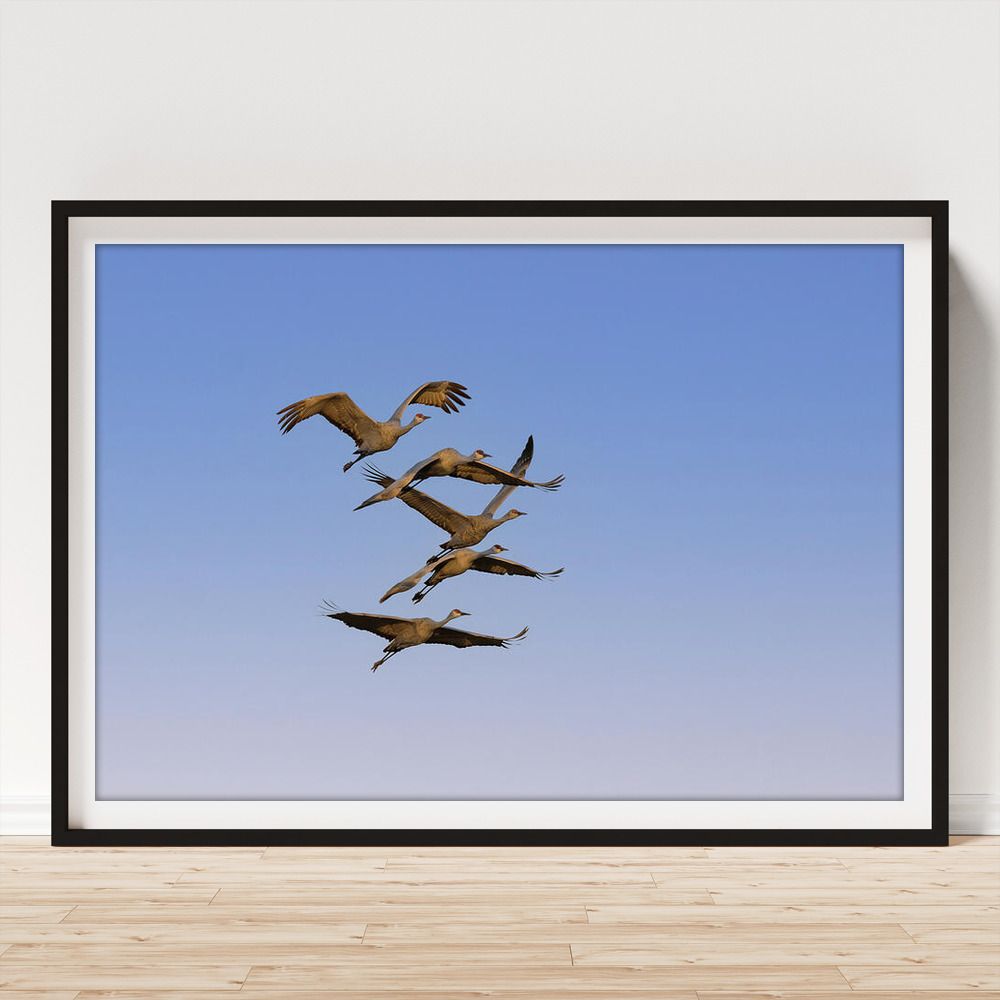 Debra Martz (@debramartz) on Twitter photo Five Sandhill Cranes Morning Departure Framed Print by Debra Martz
From Dec 2024 at the Salt Plains NWR, Okla
fineartamerica.com/featured/five-…
##birds #aves #avian #BirdLovers #featheredFriends #ornithology #giftideas #DebraMartz <a href="/DebraMartz/">Debra Martz</a> #photography #PhotographyIsArt #BuyIntoArt Five Sandhill Cranes Morning Departure Framed Print by Debra Martz
From Dec 2024 at the Salt Plains NWR, Okla
fineartamerica.com/featured/five-…
##birds #aves #avian #BirdLovers #featheredFriends #ornithology #giftideas #DebraMartz <a href="/DebraMartz/">Debra Martz</a> #photography #PhotographyIsArt #BuyIntoArt