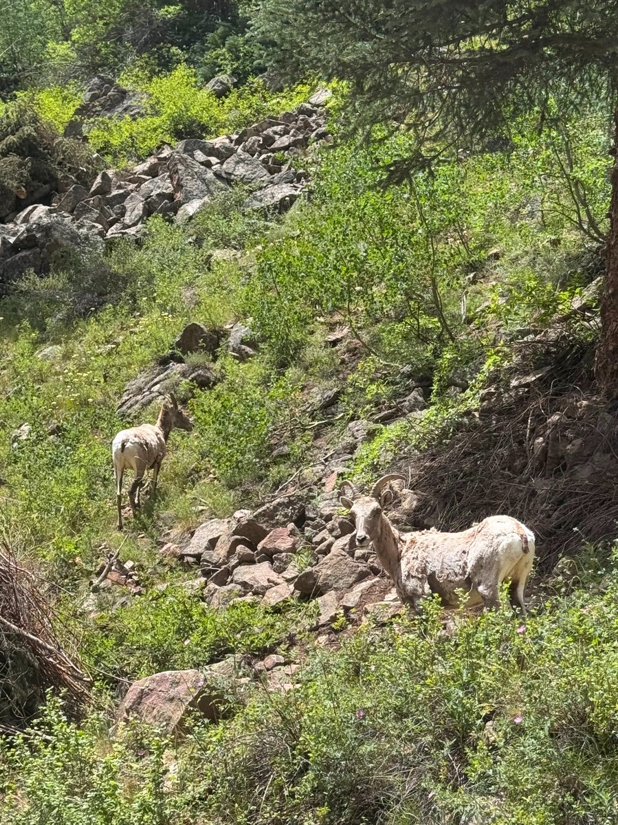 SchnabelEng's tweet image. Our team recently visited a dam site in western Colorado where they saw these Desert Bighorn Sheep just off the road! 🐏

#FaunaFridays #SchnabelEngineering