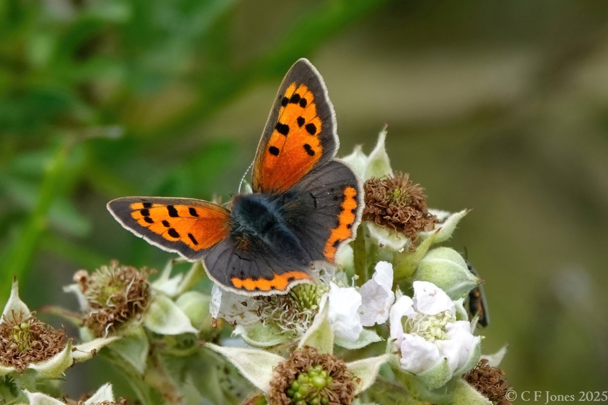 Craig Jones (@craig63jones) on Twitter photo Second brood Small Copper. The Bog Mine, Shropshire 9/7/25
<a href="/BC_WestMids/">West Midlands Butterfly Conservation</a> <a href="/savebutterflies/">Butterfly Conservation 🦋</a> Second brood Small Copper. The Bog Mine, Shropshire 9/7/25
<a href="/BC_WestMids/">West Midlands Butterfly Conservation</a> <a href="/savebutterflies/">Butterfly Conservation 🦋</a>
