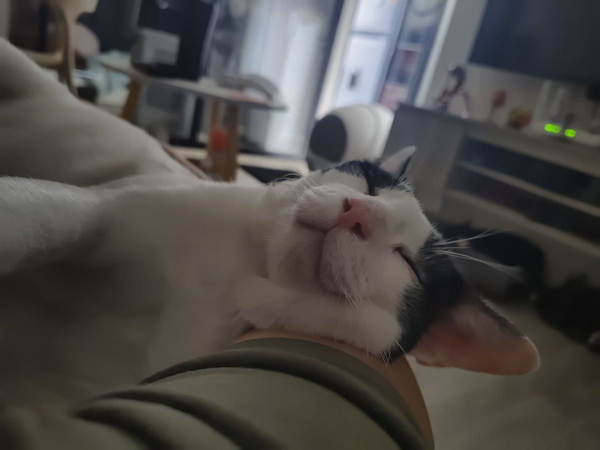 GM 🫀
Look at my cat's cheek
