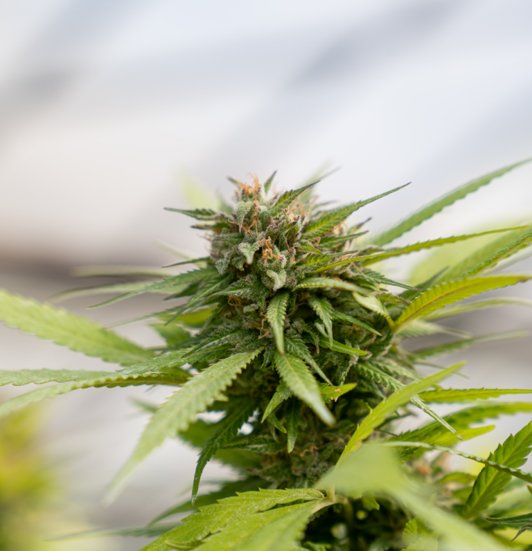 CBD Shop mit vielen belebten CBD Artikeln

blumen-lieferdienste.de/shops/cbd-blum…