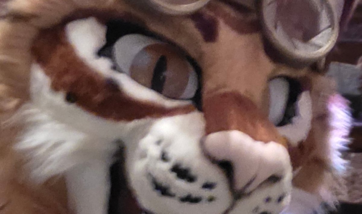 I ran into a lynx, I yip yap yipped at them, I think that's how friends are made? 
                🧡🦊🔊___🐱🍸

Silly lad <a href="/lynx_flynn/">Flynn 🔜 GenCon ⏩ MP</a> 

#Anthrocon #FursuitsFriday