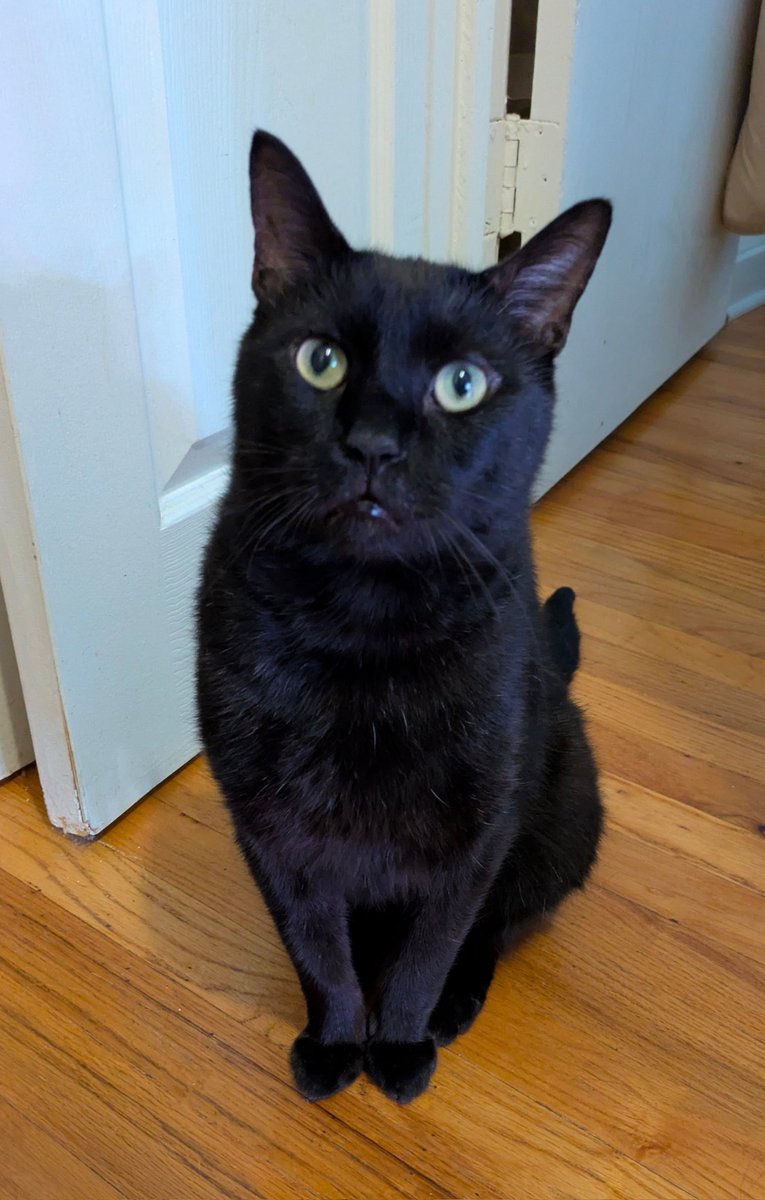 JuniperFolly's tweet image. CHICAGO - Eddie is a foster rescue and looking for a home!
wagtopia.com/search/pet?id=…