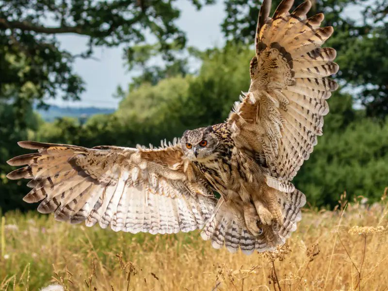 Linda J. Crane (@earthkeeper22) on Twitter photo <a href="/gghamari/">Goldie Ghamari | گلسا قمری</a> SOME OF THE MOST NOTABLE ANIMALS IN IRAN ARE:
Mammals: Persian leopard, Asiatic cheetah, brown bear, striped hyena, golden jackal, Eurasian lynx, wild goat, Persian gazelle, wild boar.
Birds: Caspian tit, bearded vulture, flamingo, Eurasian eagle-owl, great bustard, pheasant, <a href="/gghamari/">Goldie Ghamari | گلسا قمری</a> SOME OF THE MOST NOTABLE ANIMALS IN IRAN ARE:
Mammals: Persian leopard, Asiatic cheetah, brown bear, striped hyena, golden jackal, Eurasian lynx, wild goat, Persian gazelle, wild boar.
Birds: Caspian tit, bearded vulture, flamingo, Eurasian eagle-owl, great bustard, pheasant,