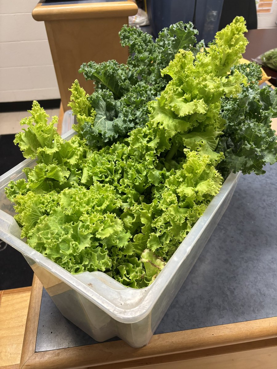 StElizabethOCSB's tweet image. Qalbi and I harvested lettuce from our garden beds 🌱🥬—a spring project now feeding others at the Carlington Community Centre. Your hands planted hope, Eagles! Living out Catholic social teaching -solidarity, stewardship & community. 💚 #EaglesSoar #ocsbBeCommunity #ocsbBeWell