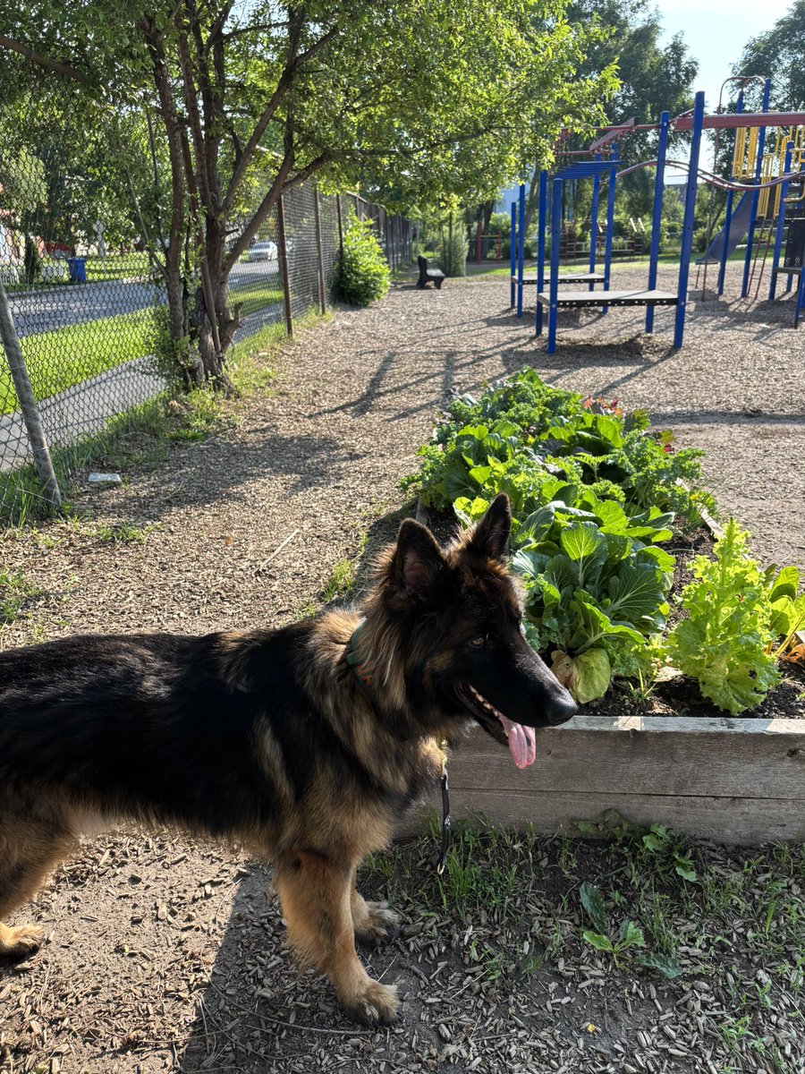 StElizabethOCSB's tweet image. Qalbi and I harvested lettuce from our garden beds 🌱🥬—a spring project now feeding others at the Carlington Community Centre. Your hands planted hope, Eagles! Living out Catholic social teaching -solidarity, stewardship & community. 💚 #EaglesSoar #ocsbBeCommunity #ocsbBeWell