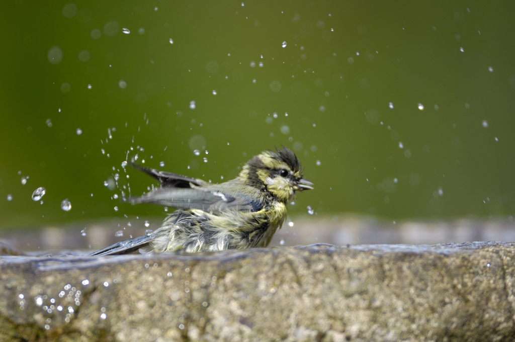 RSPBScotland's tweet image. Hot stuff coming through ☀️
Birds have lots of ways to cope with hot weather and you can give them a helping hand! Putting a bird bath in your outdoor space can provide a welcome source of water for drinking and bathing ⛲
📷 Ray Kennedy