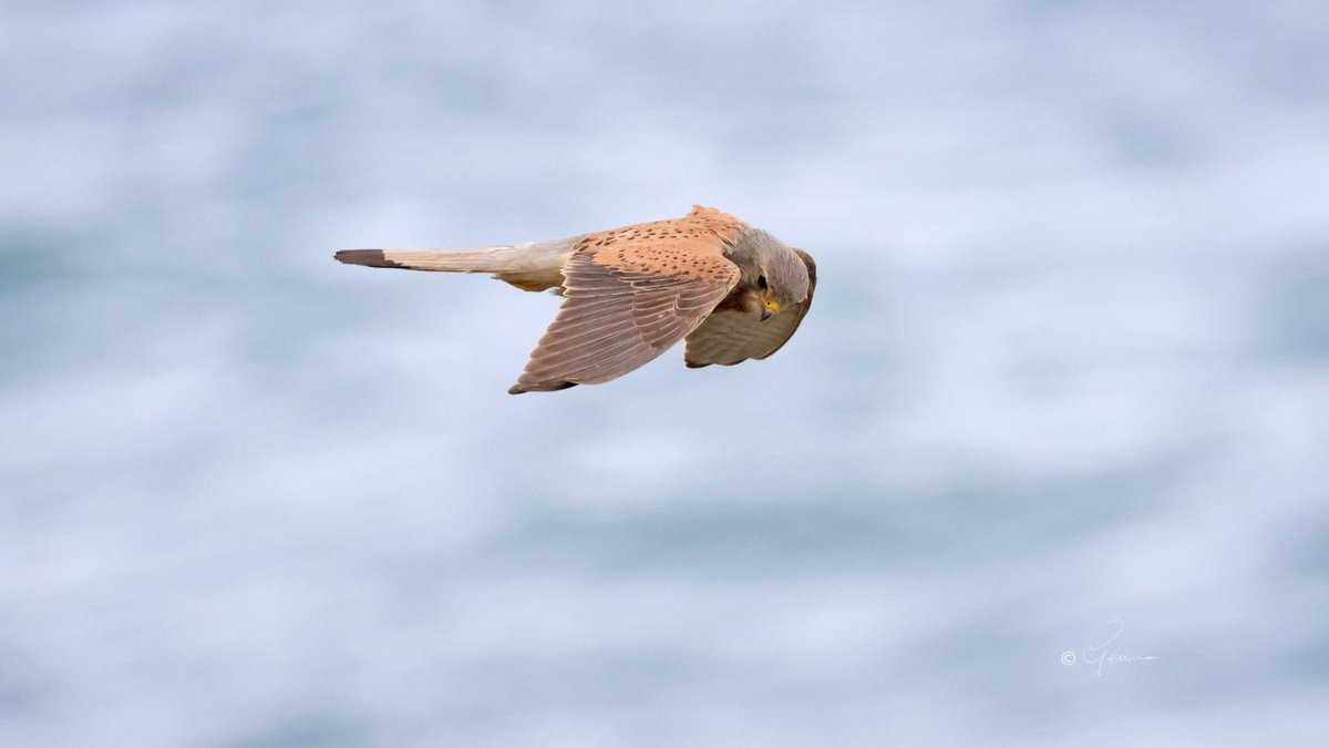 Male Kestrel, Ballycotton.