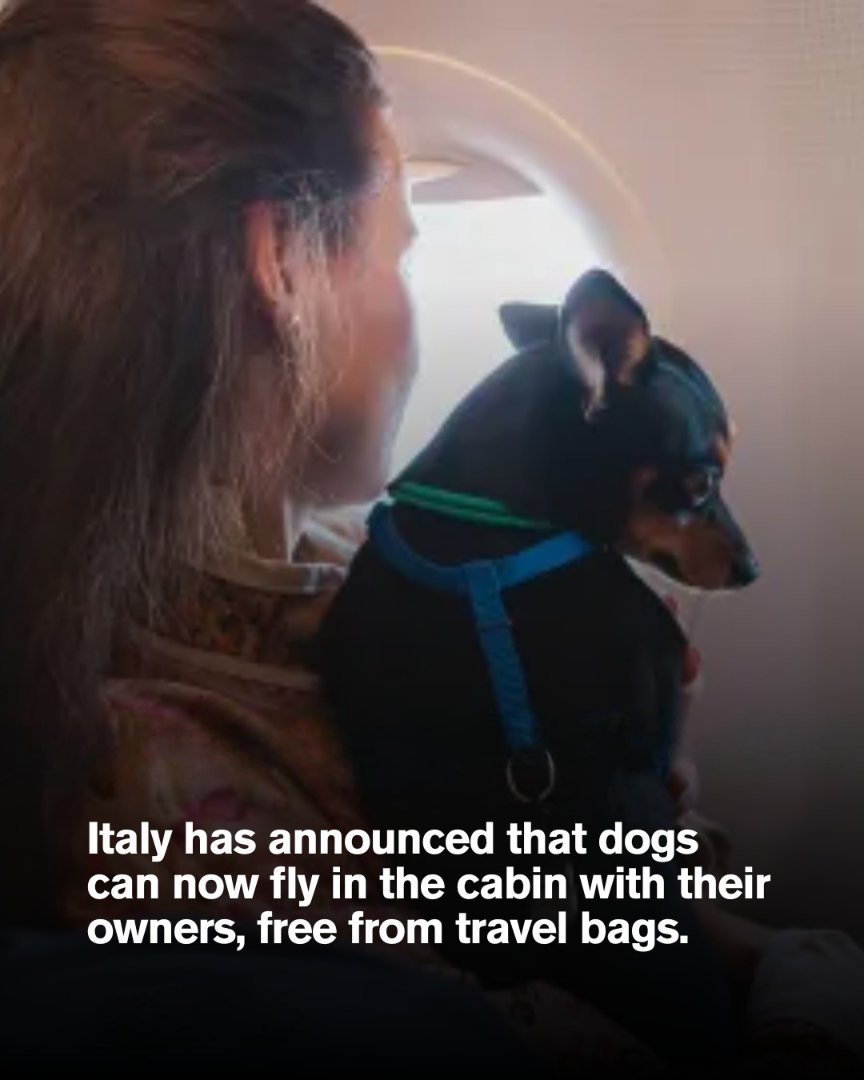 Und wieder Italien 😍
Italien hat eine bahnbrechende Richtlinie eingeführt, die es mittelgroßen und großen Hunden erlaubt, mit ihren Besitzern in der Flugzeugkabine zu fliegen, nicht nur mit kleinen Haustieren in Reisetaschen. Dies markiert eine Abkehr von den Standardregeln der