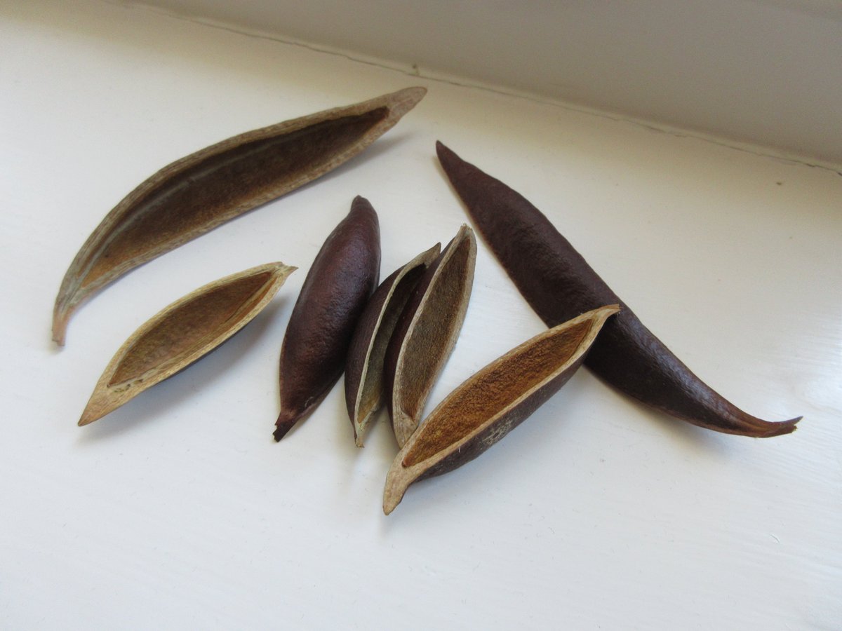 Sam_Redlark's tweet image. These seed cases originate from a slender looking climbing plant that is currently scaling the drainpipe outside the kitchen door. They are the only part of the plant that look and feel like they are made out of wood. They are really light too, like balsa wood.