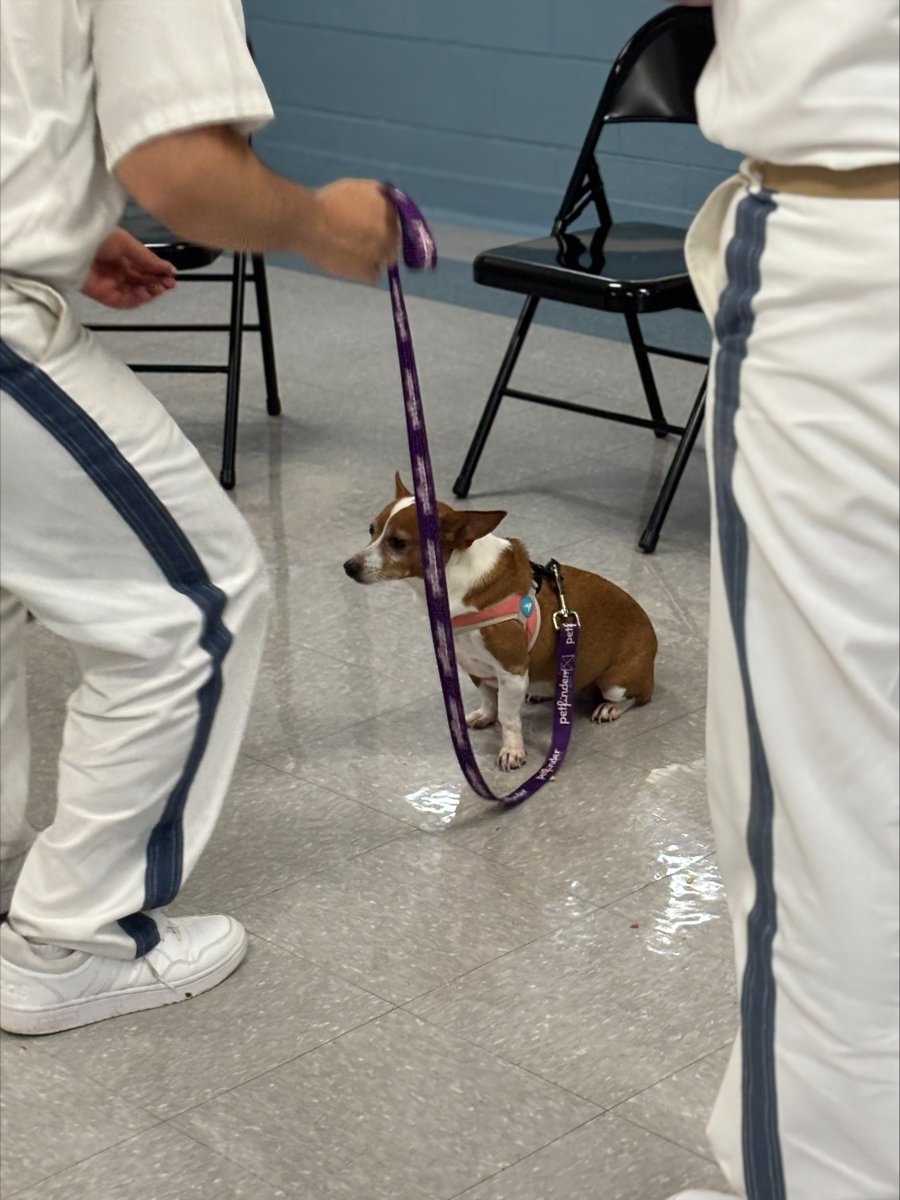 GA_Corrections's tweet image. Recently, we celebrated a pawsome graduation at Walker State Prison. Four dogs completed Basic Obedience Training through Chattanooga Animal Alliance.  We appreciate the dedicated offenders and staff who played a vital role in their journey. Your hard work, patience, and…