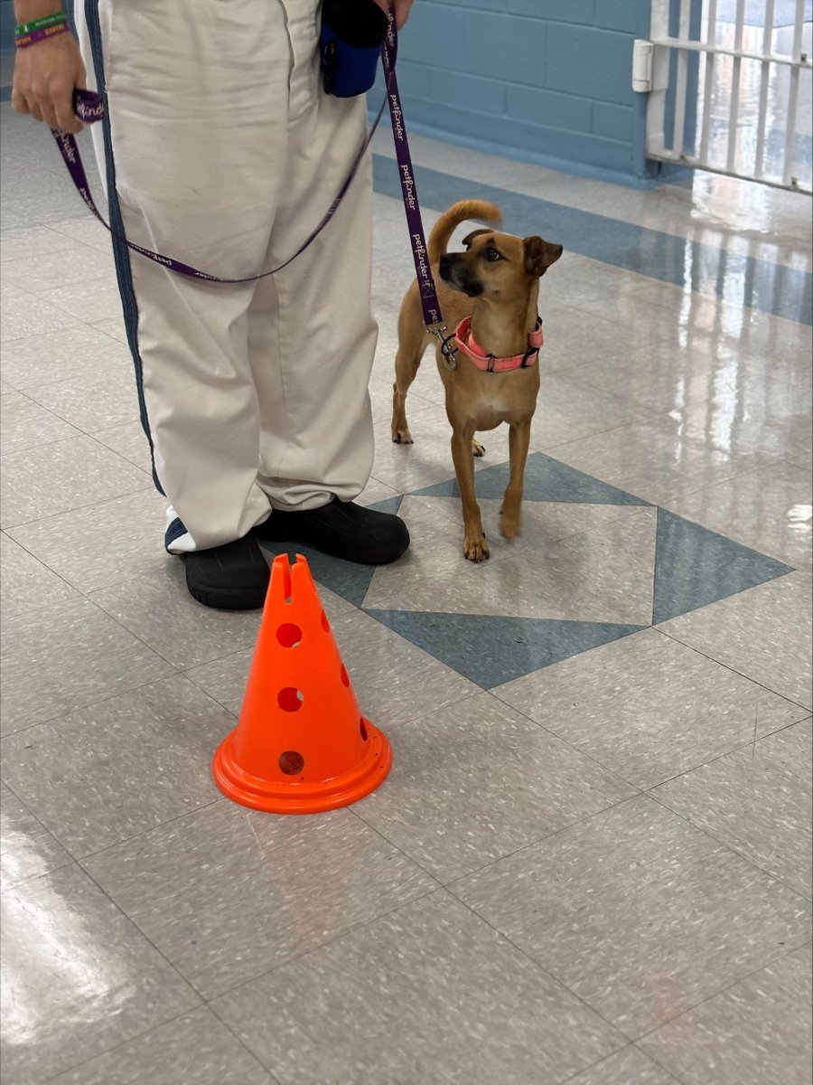 GA_Corrections's tweet image. Recently, we celebrated a pawsome graduation at Walker State Prison. Four dogs completed Basic Obedience Training through Chattanooga Animal Alliance.  We appreciate the dedicated offenders and staff who played a vital role in their journey. Your hard work, patience, and…